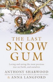 The Last Snow Gum